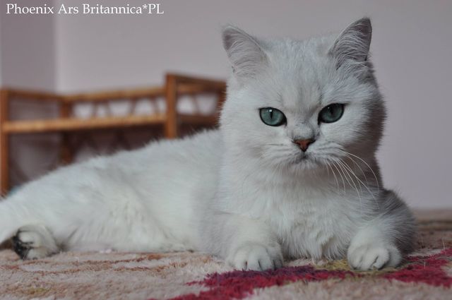 Phoenix Ars Britannica*PL