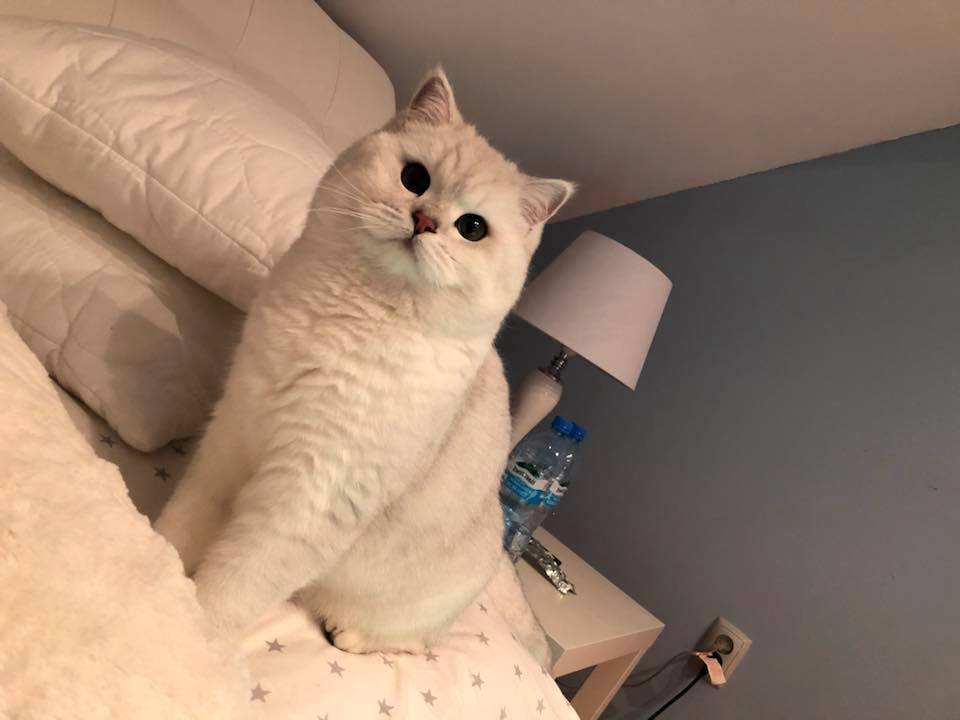 Pushkin Ars Britannica*PL