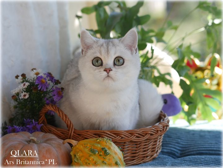 Qlara Ars Britannica*PL