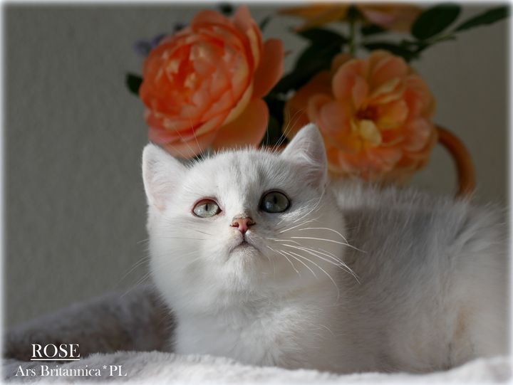 ROSE Ars Britannica*PL