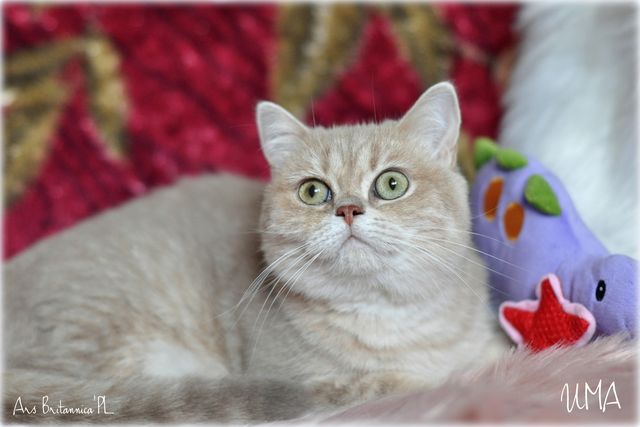 Uma Ars Britannica*PL