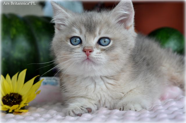 Ural Ars Britannica*PL