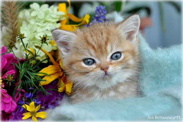 Ursa Ars Britannica*PL