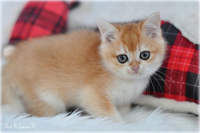 Valentino Ars Britannica*PL