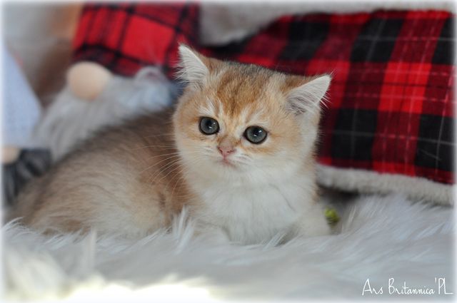 Venezia Ars Britannica*PL