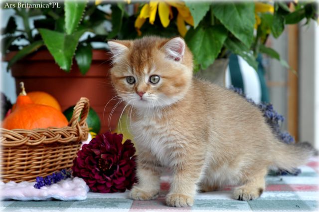 Waleria Ars Britannica*PL