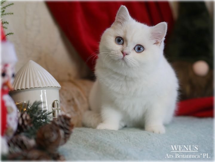 Wenus Ars Britannica*PL