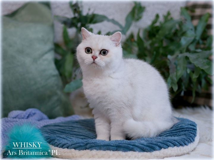 Whisky Ars Britannica*PL