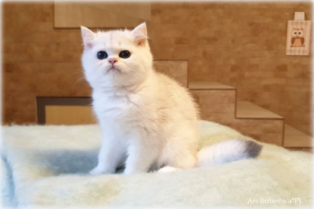 Yoggi Ars Britannica*PL