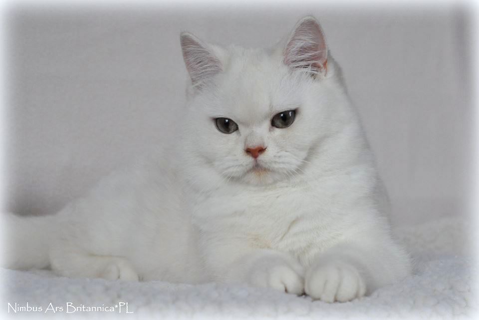 Nimbus Ars Britannica*PL