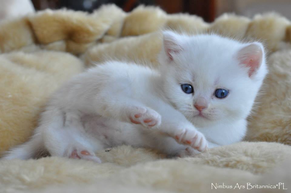 Nimbus Ars Britannica*PL