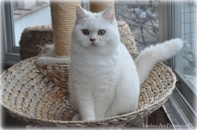 Nimbus Ars Britannica*PL