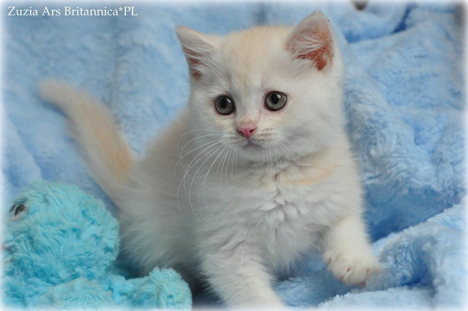 Zuzia Ars Britannica*PL