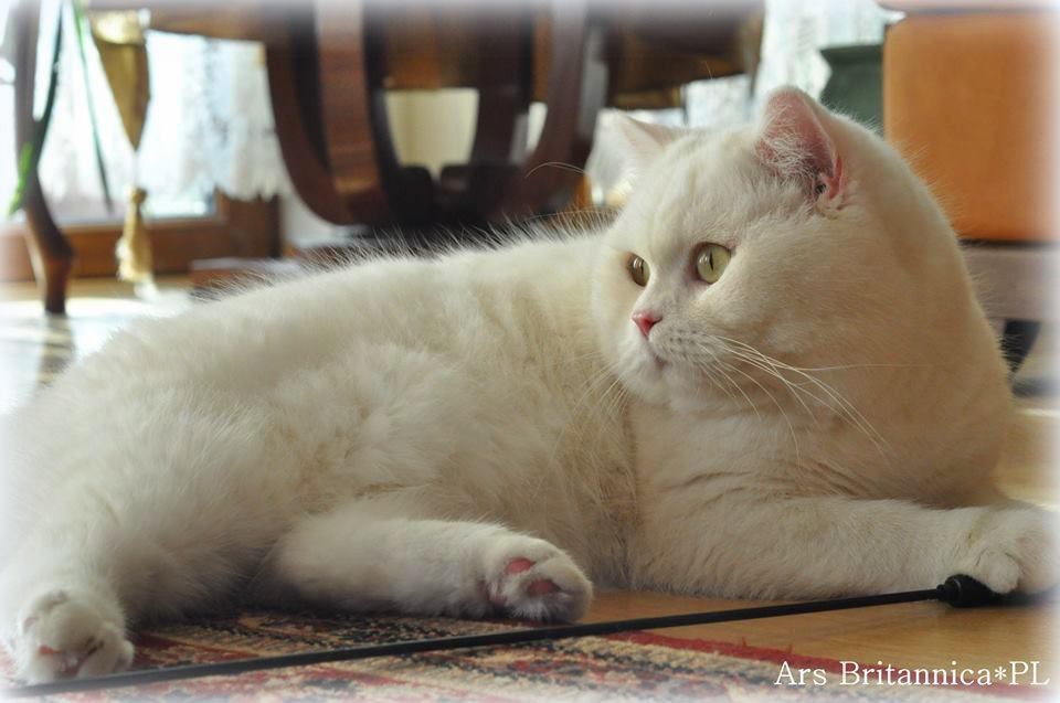 IC GB*Templegates Vivaldi